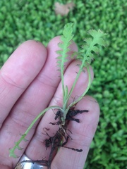 Leptinella squalida