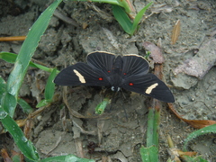 Melanis leucophlegma