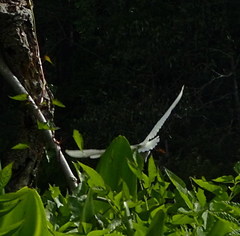 Egretta thula image