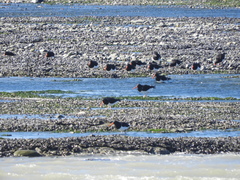 Haematopus leucopodus