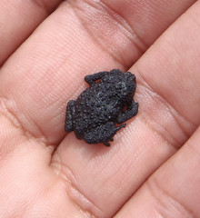 Oreophrynella quelchii