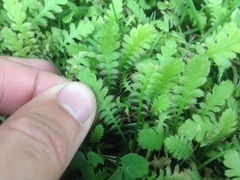 Leptinella squalida