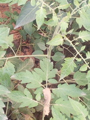 Solanum lycopersicum