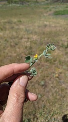 Acmispon heermannii heermannii