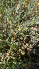 Acmispon heermannii heermannii