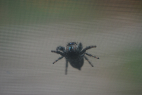 Bold Jumping Spider photographed in Missouri