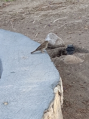 Passer domesticus