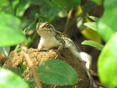 Sceloporus albiventris