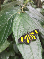 Cyllopoda claudicula