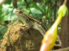 Sceloporus albiventris
