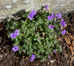 Aubrieta deltoidea