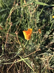 Eschscholzia californica
