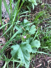 Fuertesimalva limensis