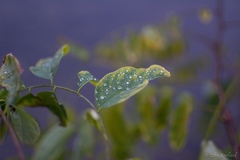 Robinia pseudoacacia