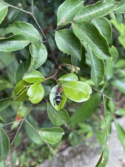 Xylotrechus rufilius