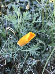 Eschscholzia californica
