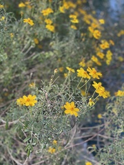 Tagetes lemmonii
