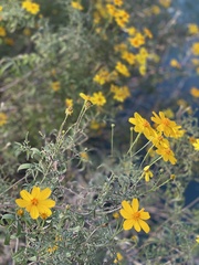 Tagetes lemmonii