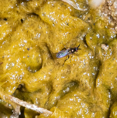 Rhaphium