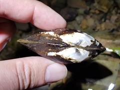 Nodularia douglasiae