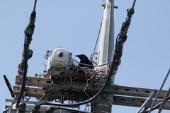 Corvus corone