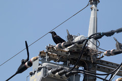 Corvus corone