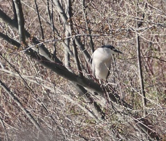 Nycticorax nycticorax