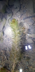 Myriophyllum aquaticum