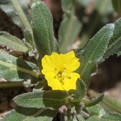 Camissoniopsis pallida