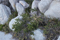 Asparagus lignosus