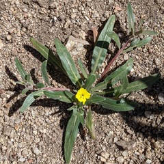 Camissoniopsis pallida