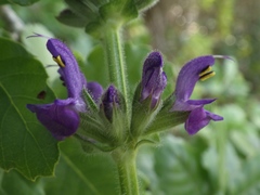 Salvia sclareoides