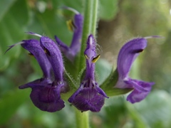 Salvia sclareoides