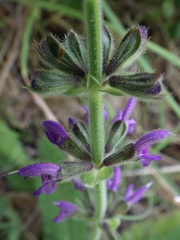 Salvia sclareoides