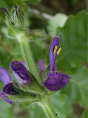 Salvia sclareoides