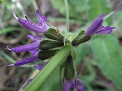 Salvia sclareoides