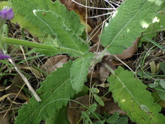Salvia sclareoides