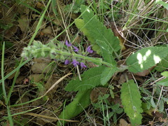 Salvia sclareoides