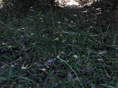 Pterostylis hispidula