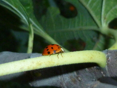 Harmonia axyridis