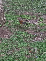 Turdus rufopalliatus