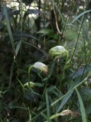 Pterostylis hispidula