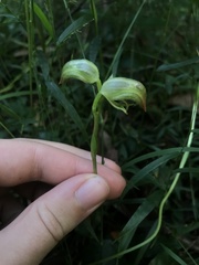 Pterostylis hispidula