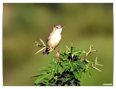 Prinia inornata