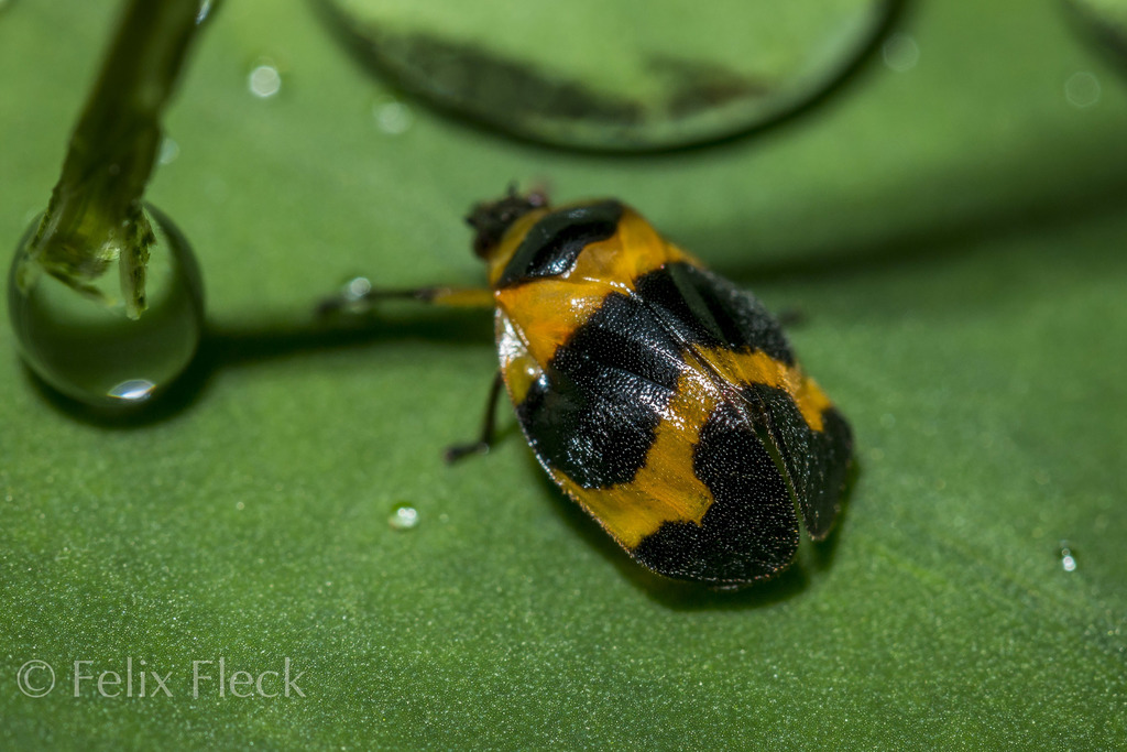 Tropidorhinella