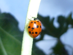 Harmonia axyridis