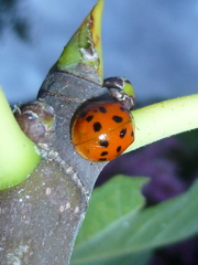 Harmonia axyridis