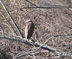 Nycticorax nycticorax
