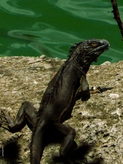 Iguana iguana