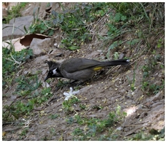 Pycnonotus leucogenys